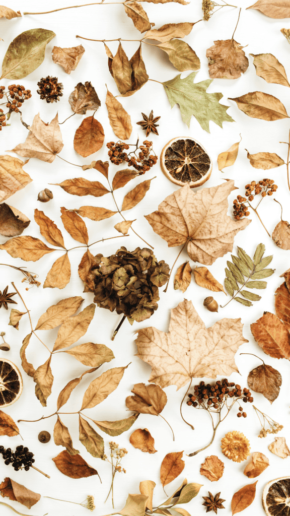 fall wallpaper for your phone leaves of various sizes and shapes placed neatly together