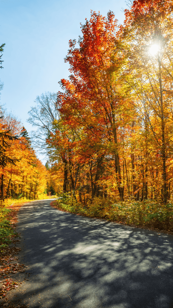 fall scene along a lonely road wallpaper for your phone