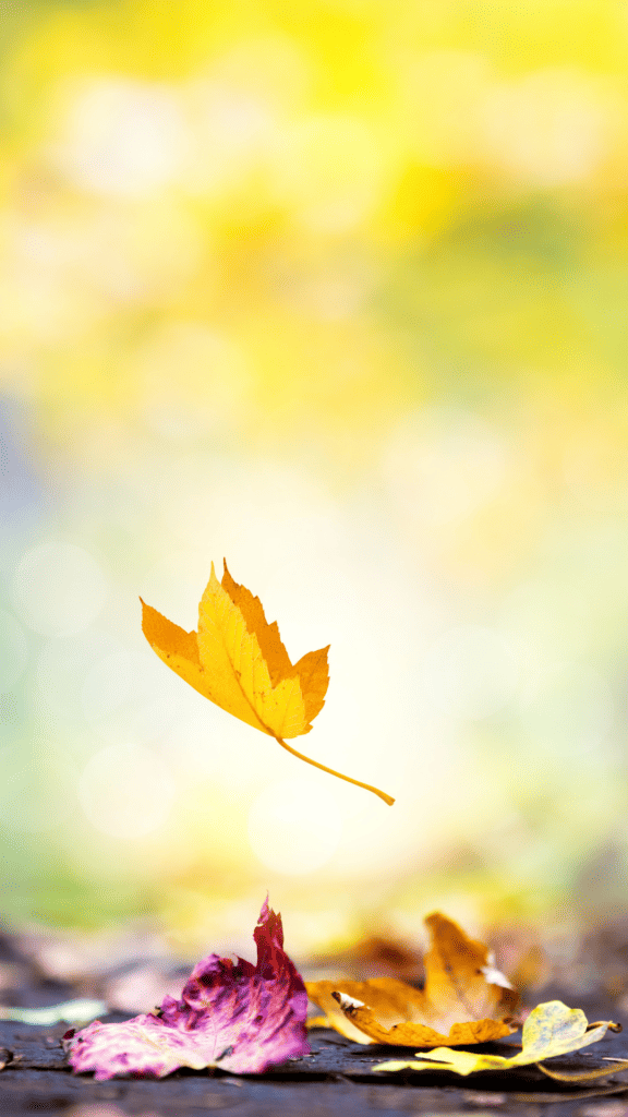 single leaf falling to the ground