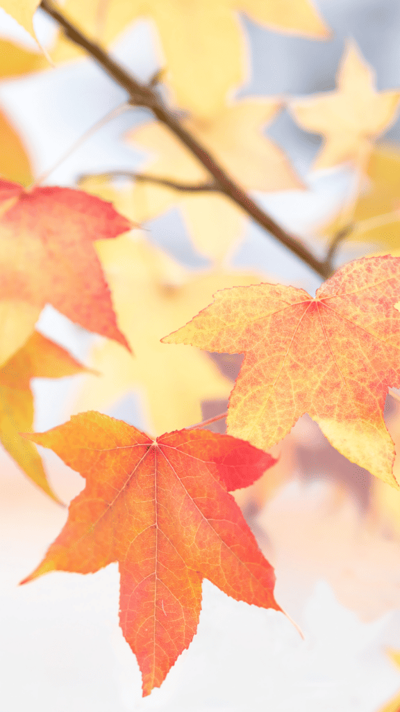 leaves yellow orange and red wallpaper fall