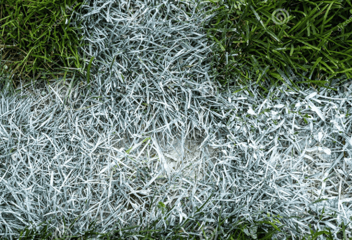 paint grass white for christmas