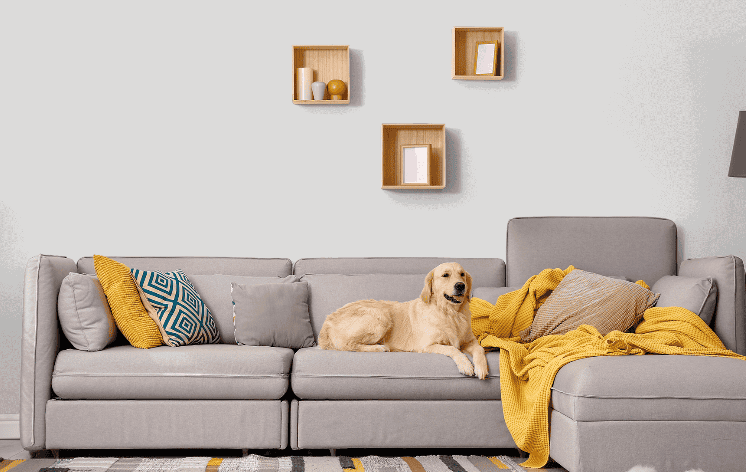 sofa with dog sitting on it and high quality paint 
